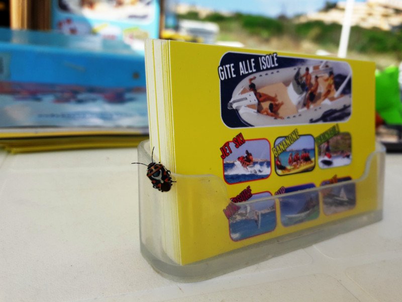 Immagine di Piranha Beach 2021